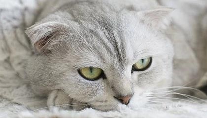 博鱼：让知识汇聚成机会的导航者