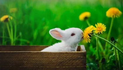 开云体育：点亮你的全场体育生活